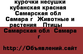 курочки несушки кубанская красная - Самарская обл., Самара г. Животные и растения » Птицы   . Самарская обл.,Самара г.